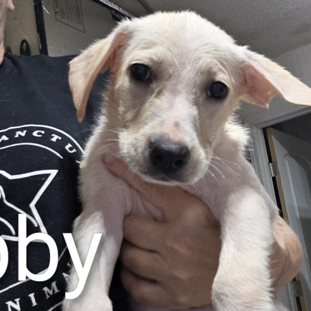 Enlarge Abilene, a Adoptable mixed breed in Oxford, ME image 1/2