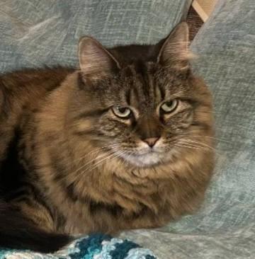 Enlarge Zhazee (Cheese & Meepers), a ADOPTABLE mixed breed in Las Cruces, NM image 1/4