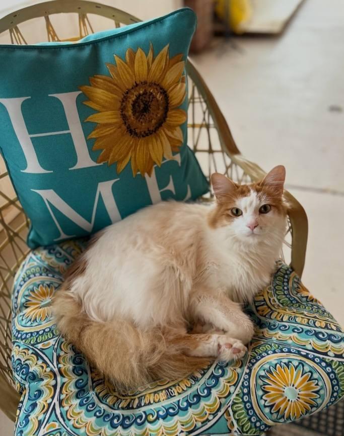 Enlarge Zhazee (Cheese & Meepers), a ADOPTABLE mixed breed in Las Cruces, NM image 3/4