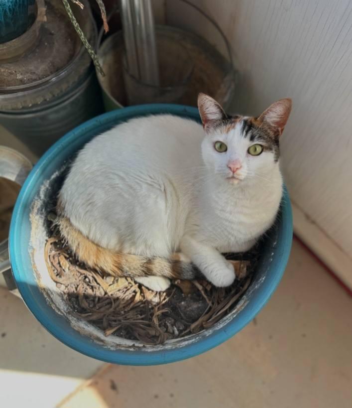 Enlarge Zhazee (Cheese & Meepers), a ADOPTABLE mixed breed in Las Cruces, NM image 4/4