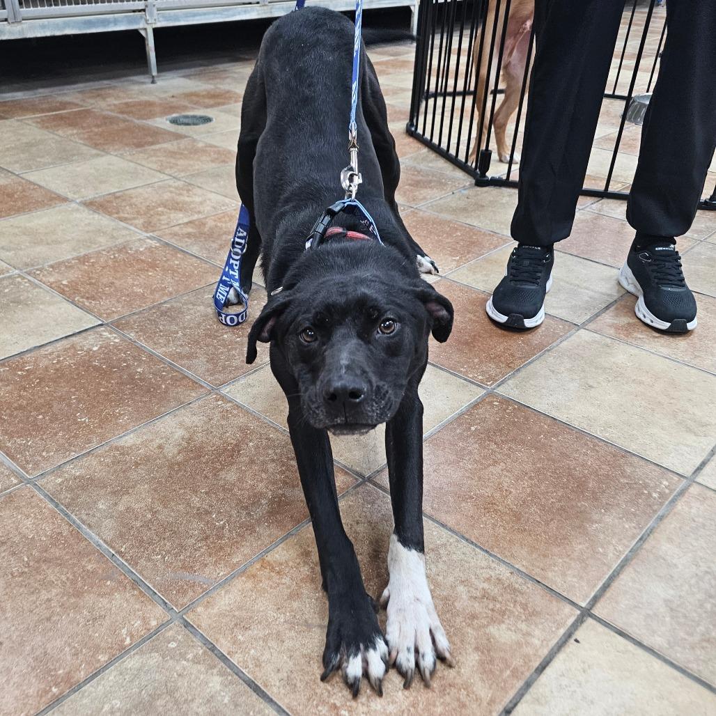 Garrid, Adoptable, Young Male Mixed Breed.