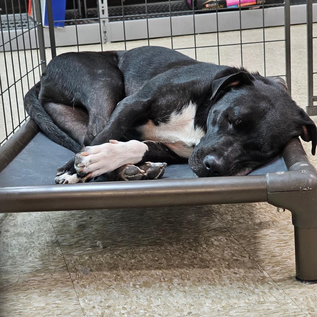 Garrid, a Adoptable Mixed Breed in Midland, TX image 2/4