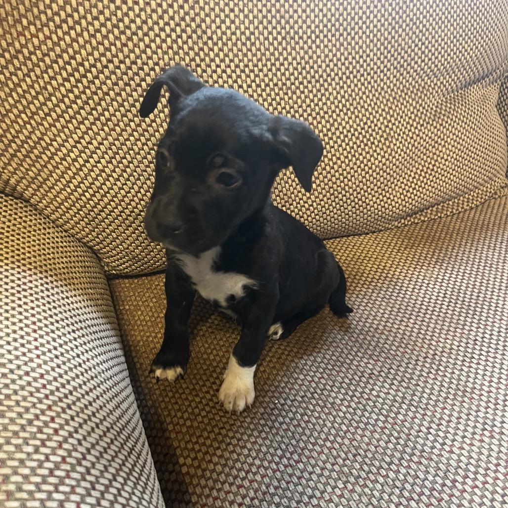 Garrid, a Adoptable Mixed Breed in Midland, TX image 3/4