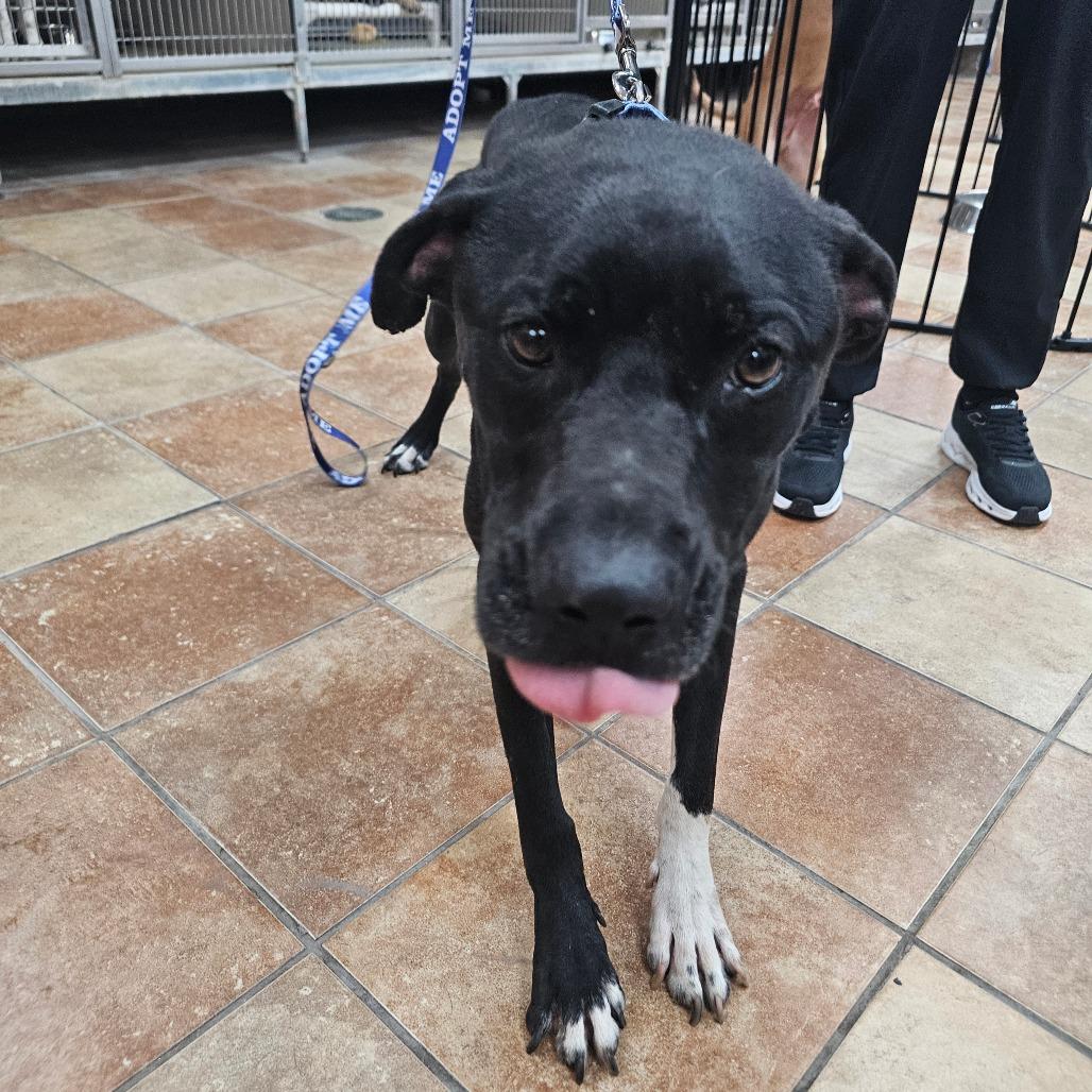 Garrid, a Adoptable Mixed Breed in Midland, TX image 4/4