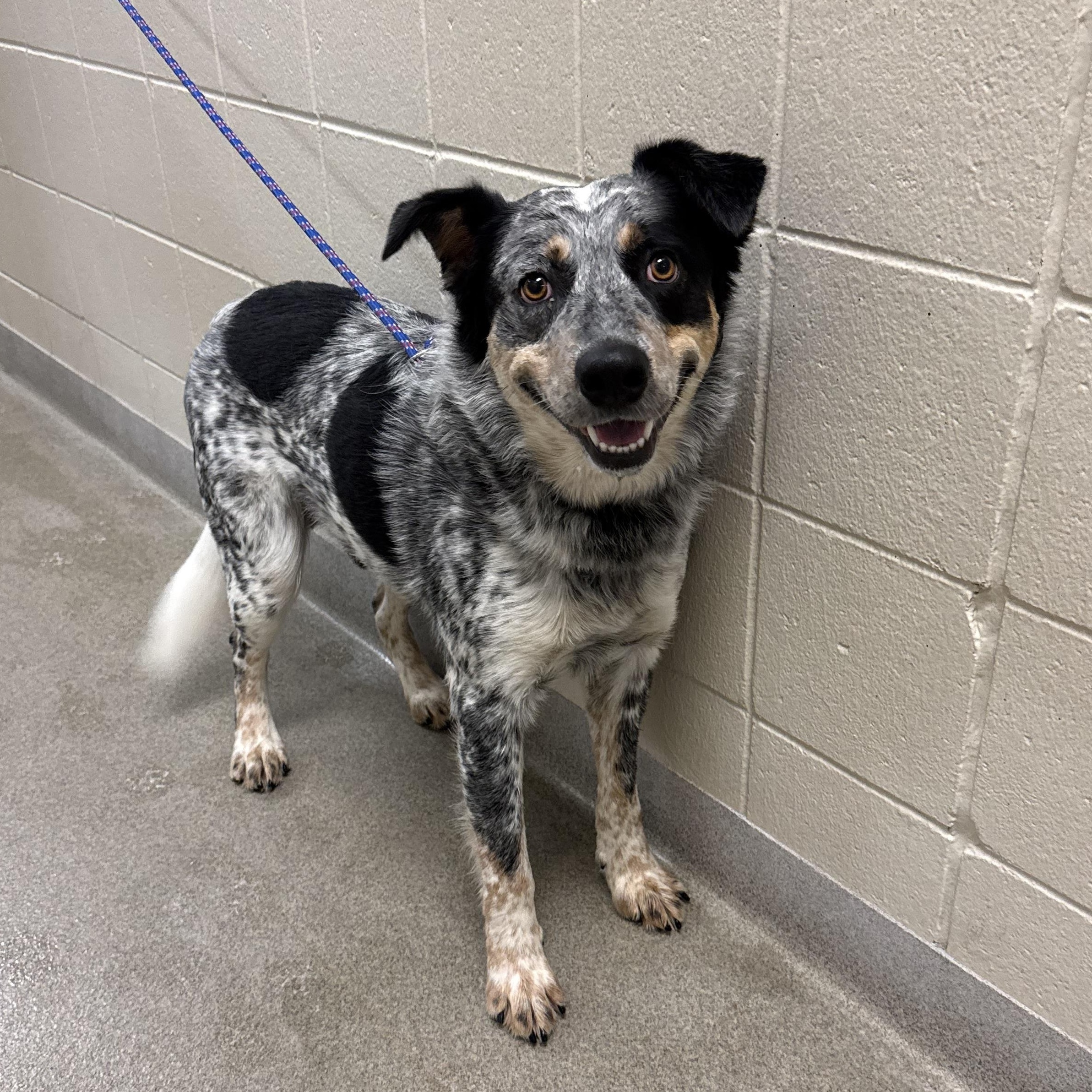 Deacon, ADOPTABLE, Adult Male Australian Cattle Dog / Blue Heeler.