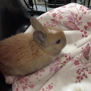 Enlarge Bunni, a Adoptable American in Hawthorne, CA image 1/3