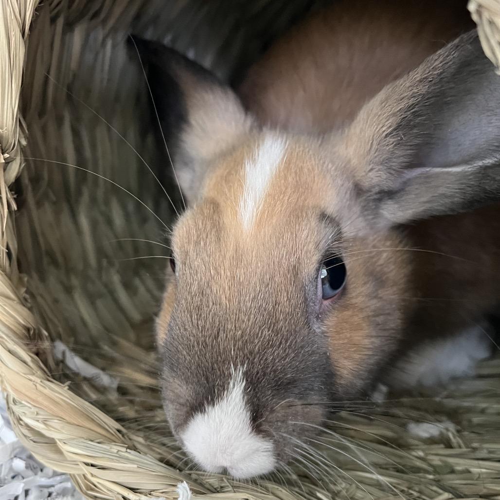 Enlarge Bunni, a Adoptable American in Hawthorne, CA image 2/3