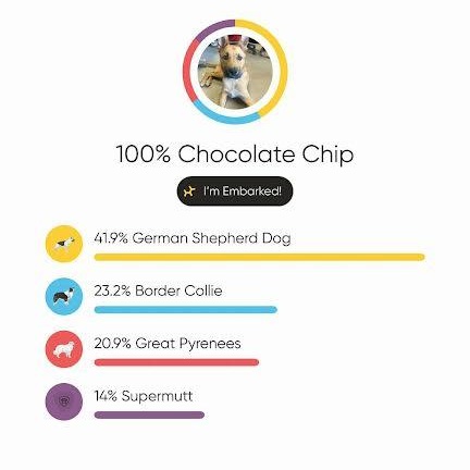 Chocolate Chip — thumbnail 2