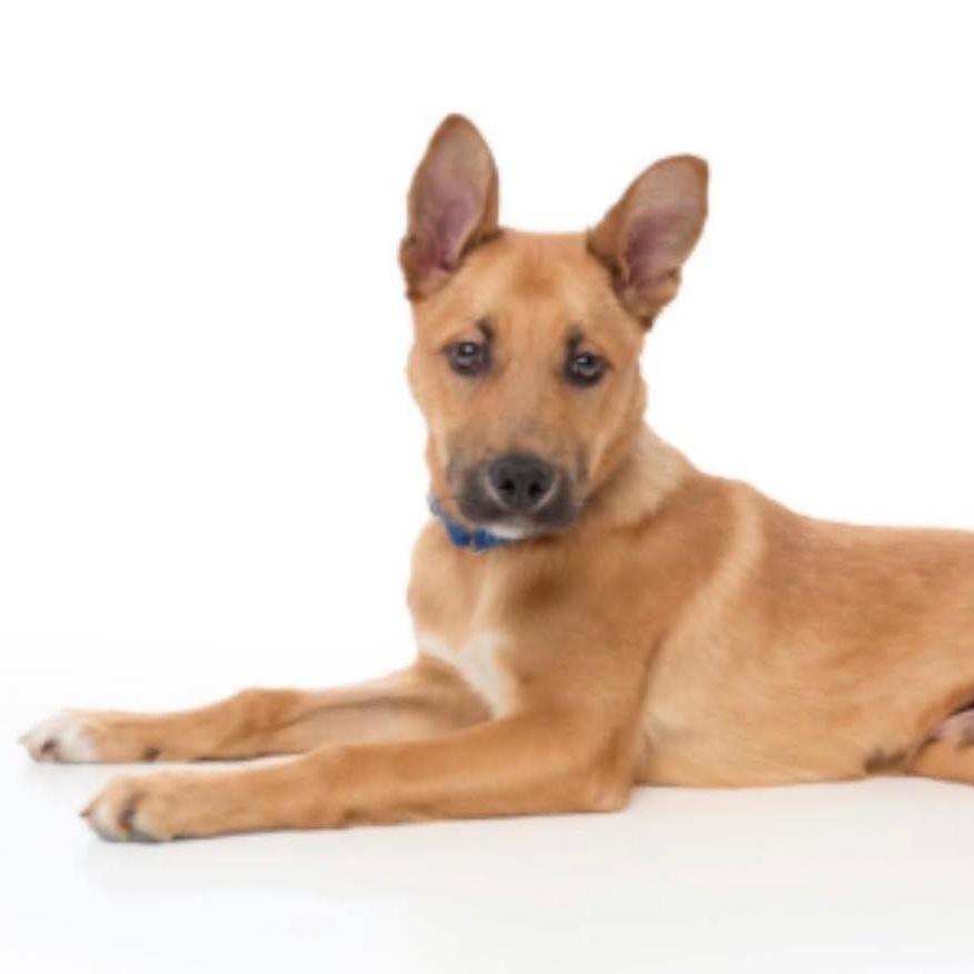 Chocolate Chip — thumbnail 3