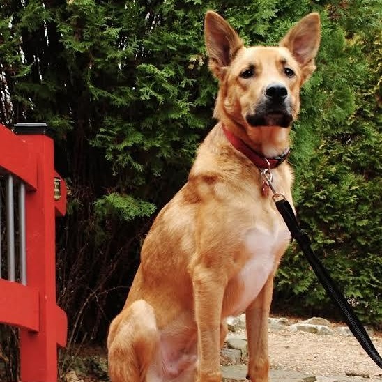 Chocolate Chip — thumbnail 4