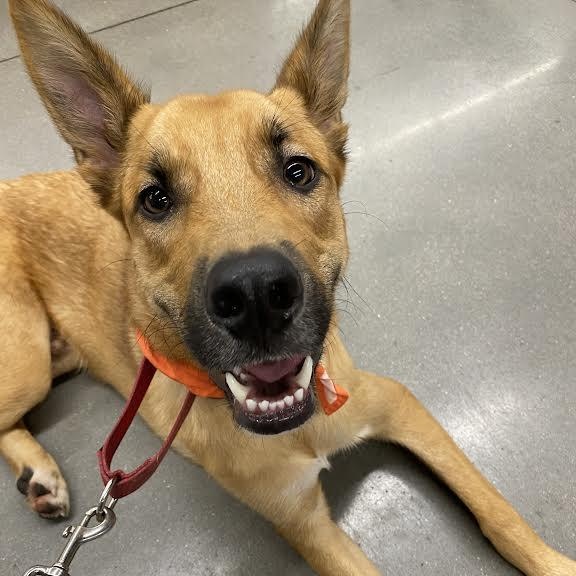 Chocolate Chip — thumbnail 5