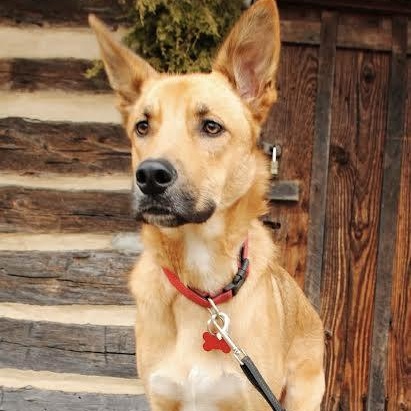 Chocolate Chip — thumbnail 6