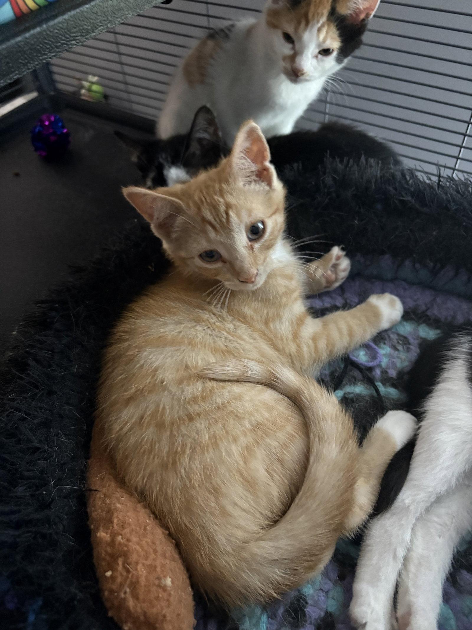 Hank, Adopted, Kitten Male Domestic Short Hair.