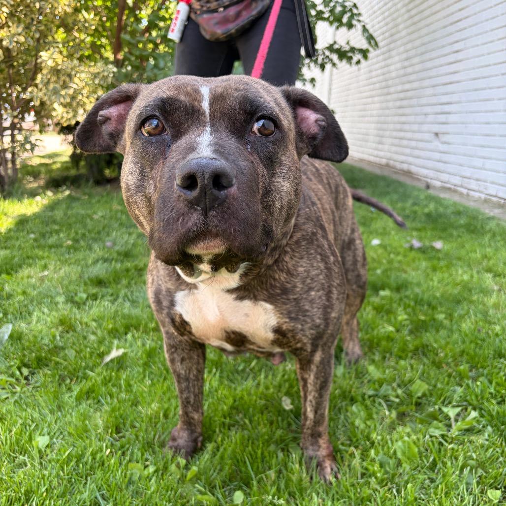 Enlarge Becca, a Adoptable Pit Bull Terrier in Newark, NJ image 1/6