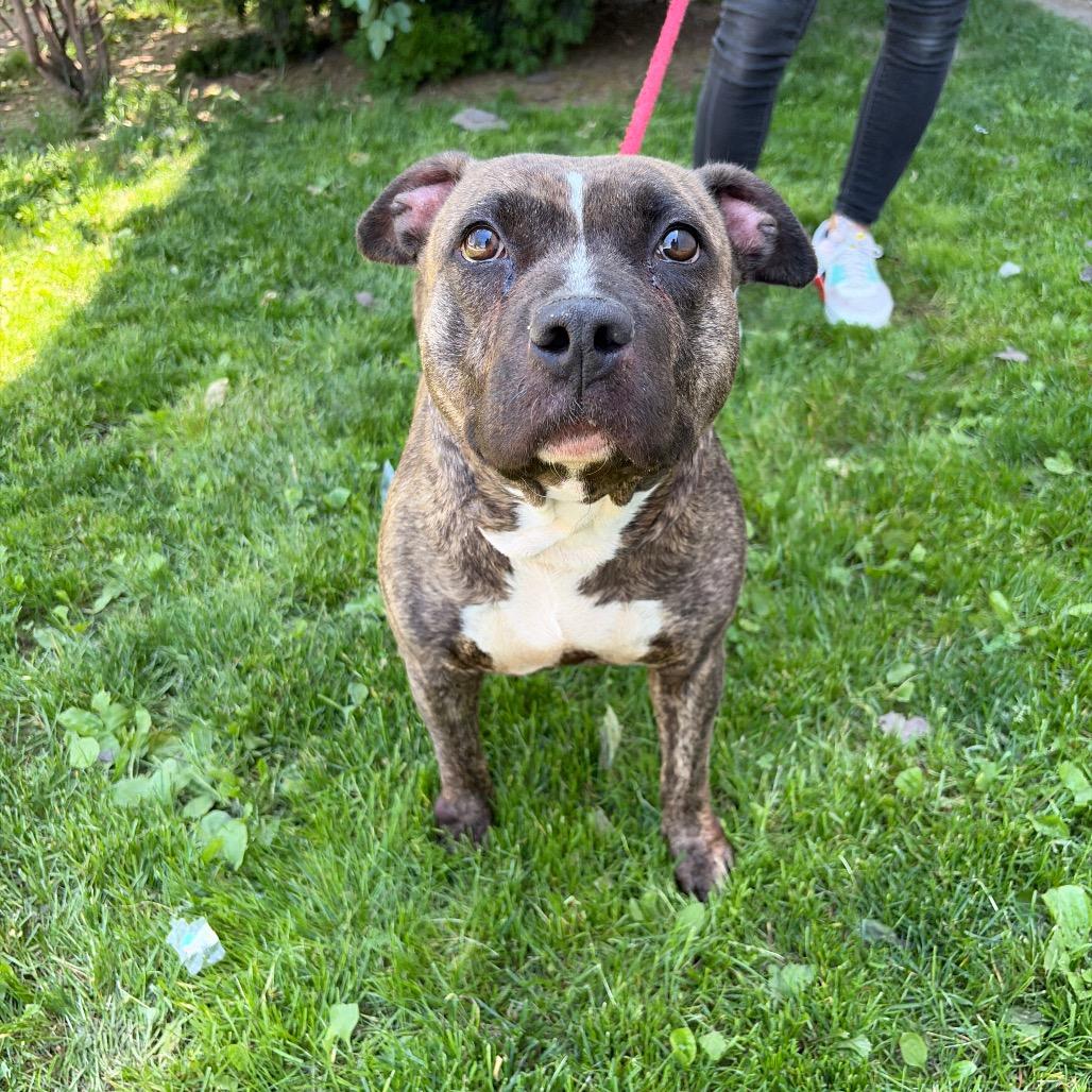 Enlarge Becca, a Adoptable Pit Bull Terrier in Newark, NJ image 2/6