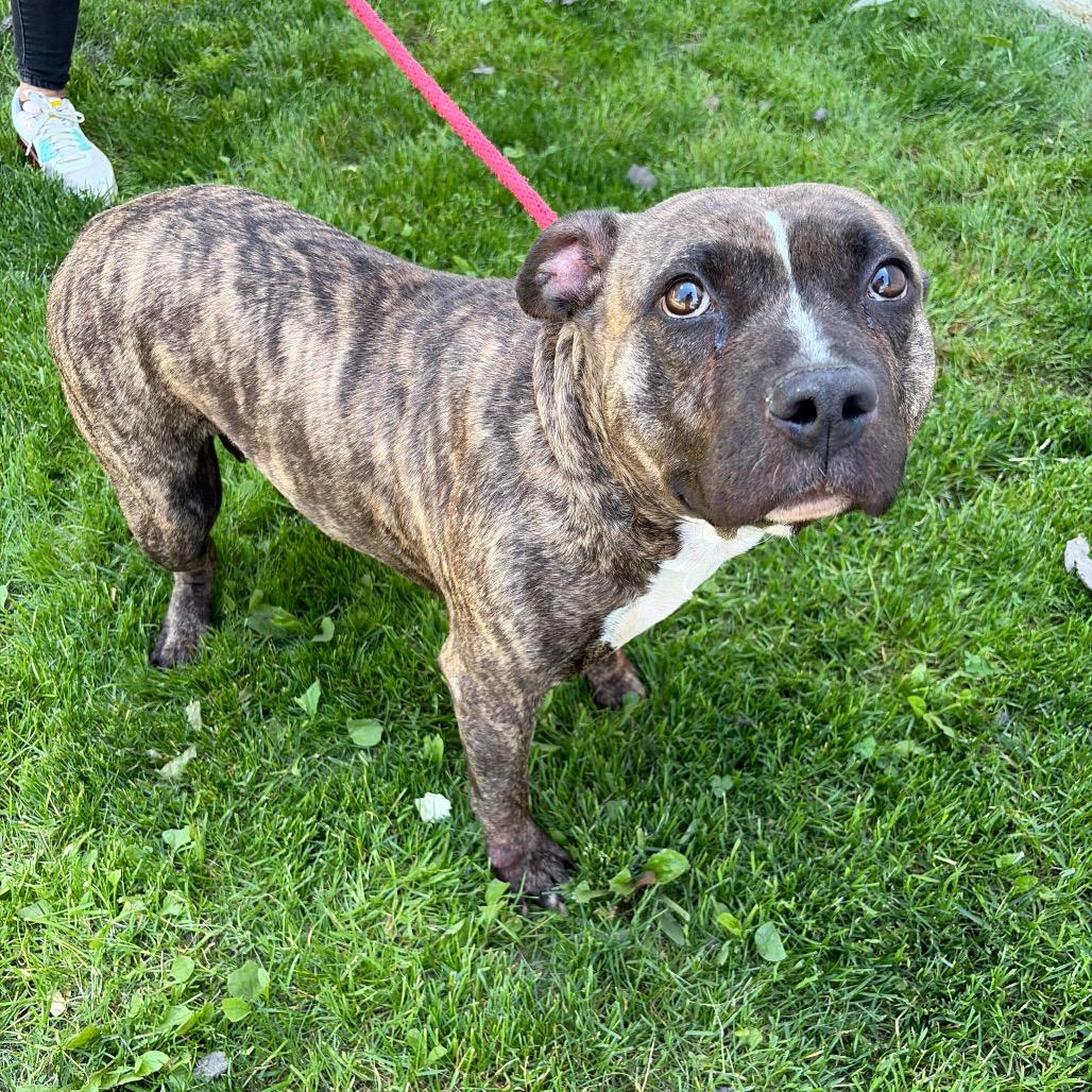 Enlarge Becca, a Adoptable Pit Bull Terrier in Newark, NJ image 3/6