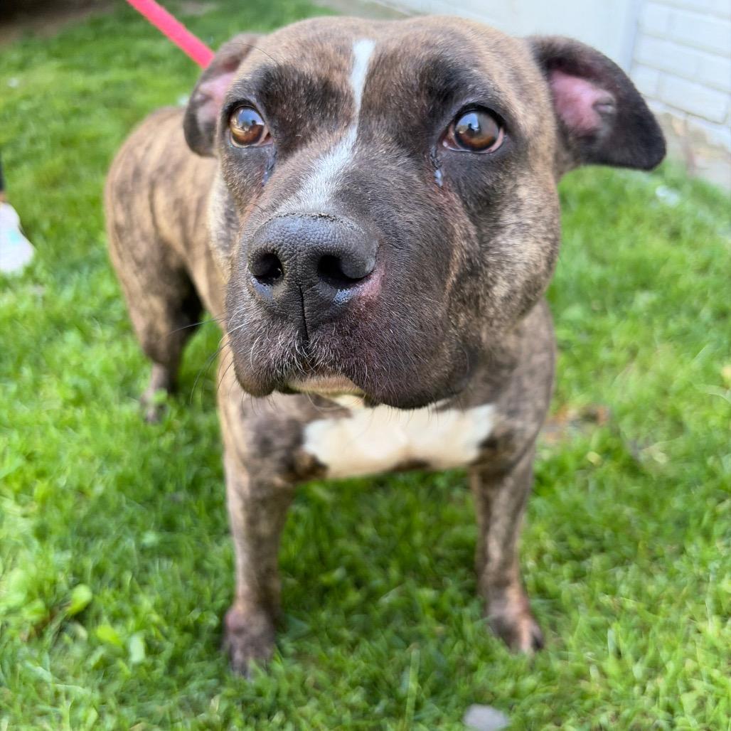 Enlarge Becca, a Adoptable Pit Bull Terrier in Newark, NJ image 4/6