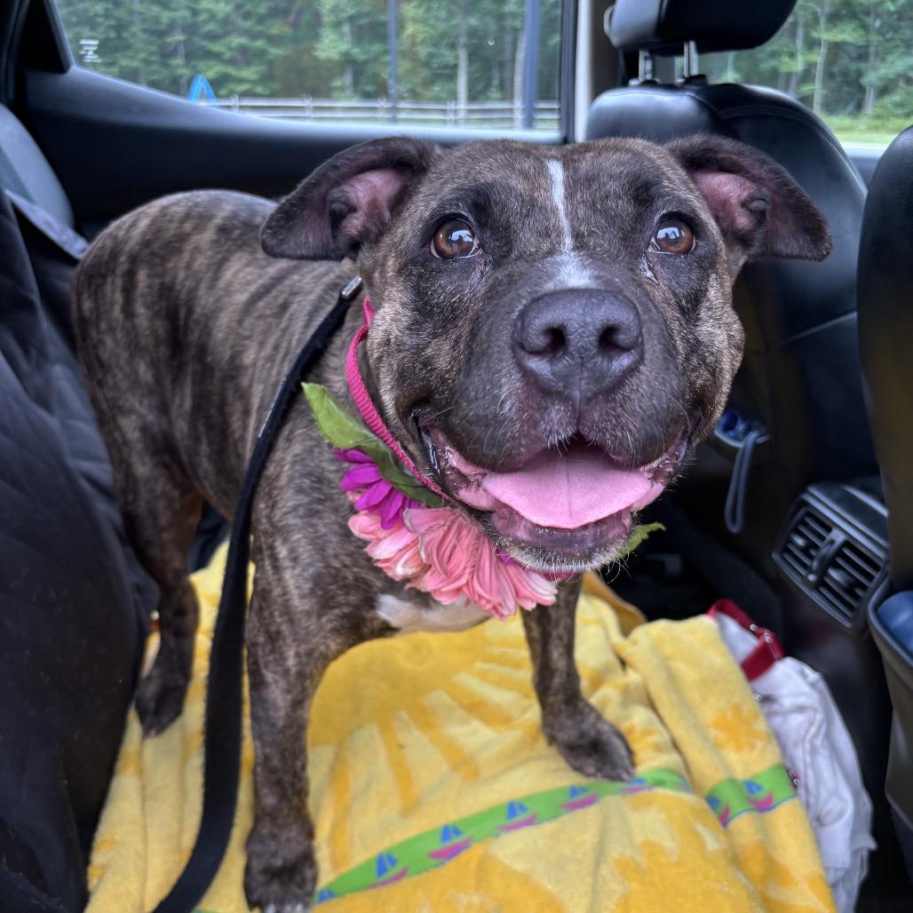 Enlarge Becca, a Adoptable Pit Bull Terrier in Newark, NJ image 5/6