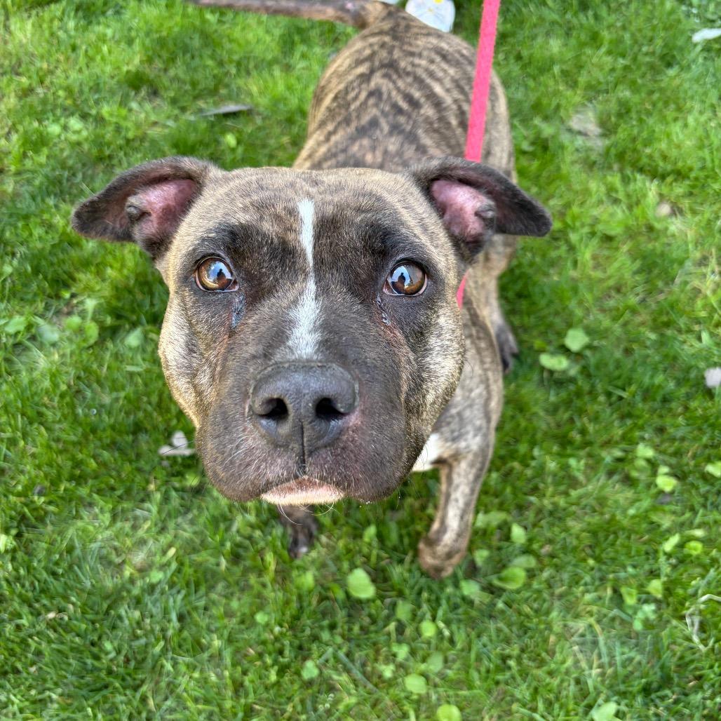 Enlarge Becca, a Adoptable Pit Bull Terrier in Newark, NJ image 6/6