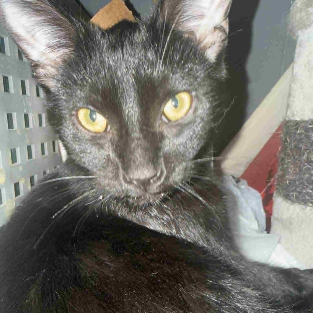 Bear, Adoptable, Young Male Domestic Short Hair.