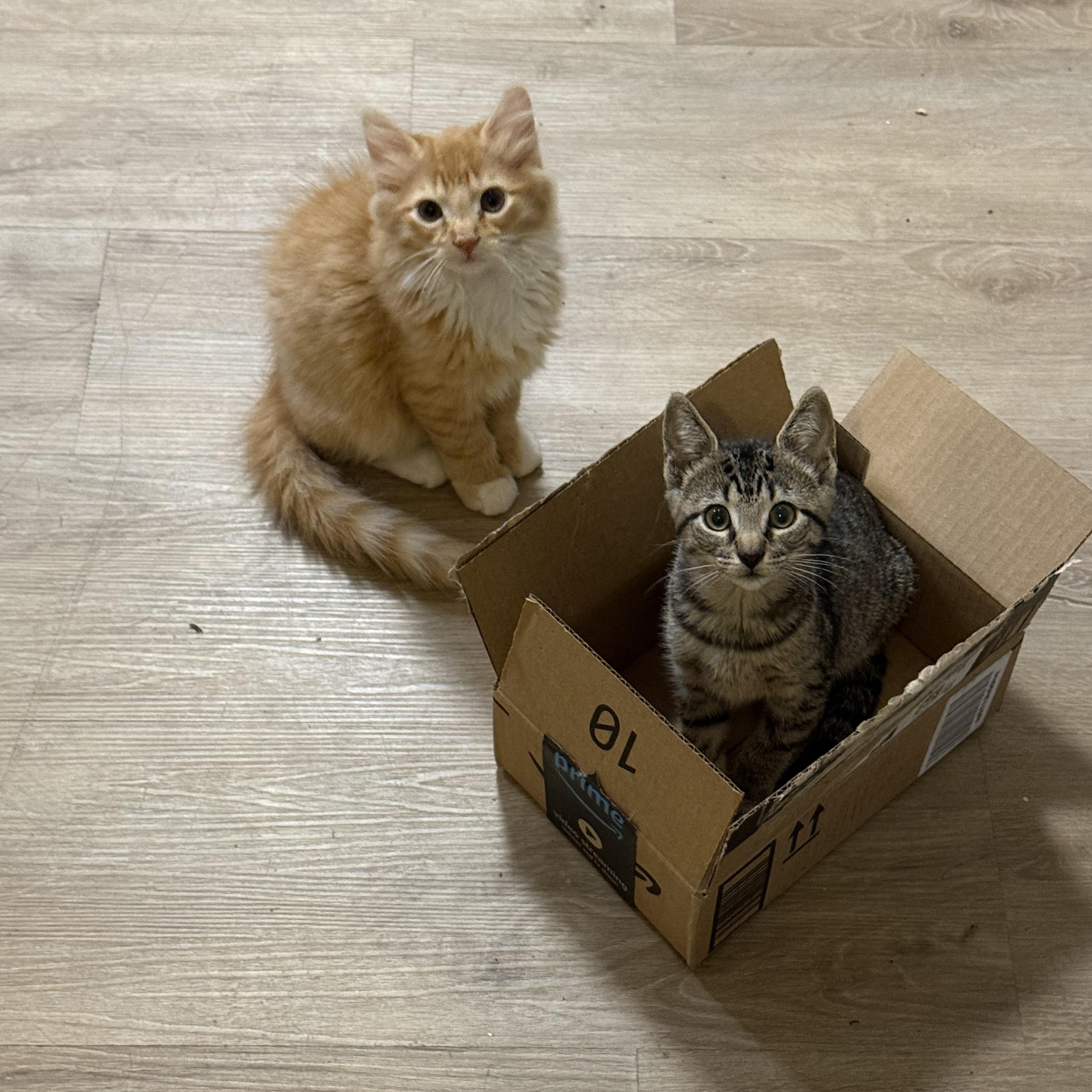 Meatball & Tubettini, a Adopted Domestic Medium Hair in Brooklyn, NY image 3/3