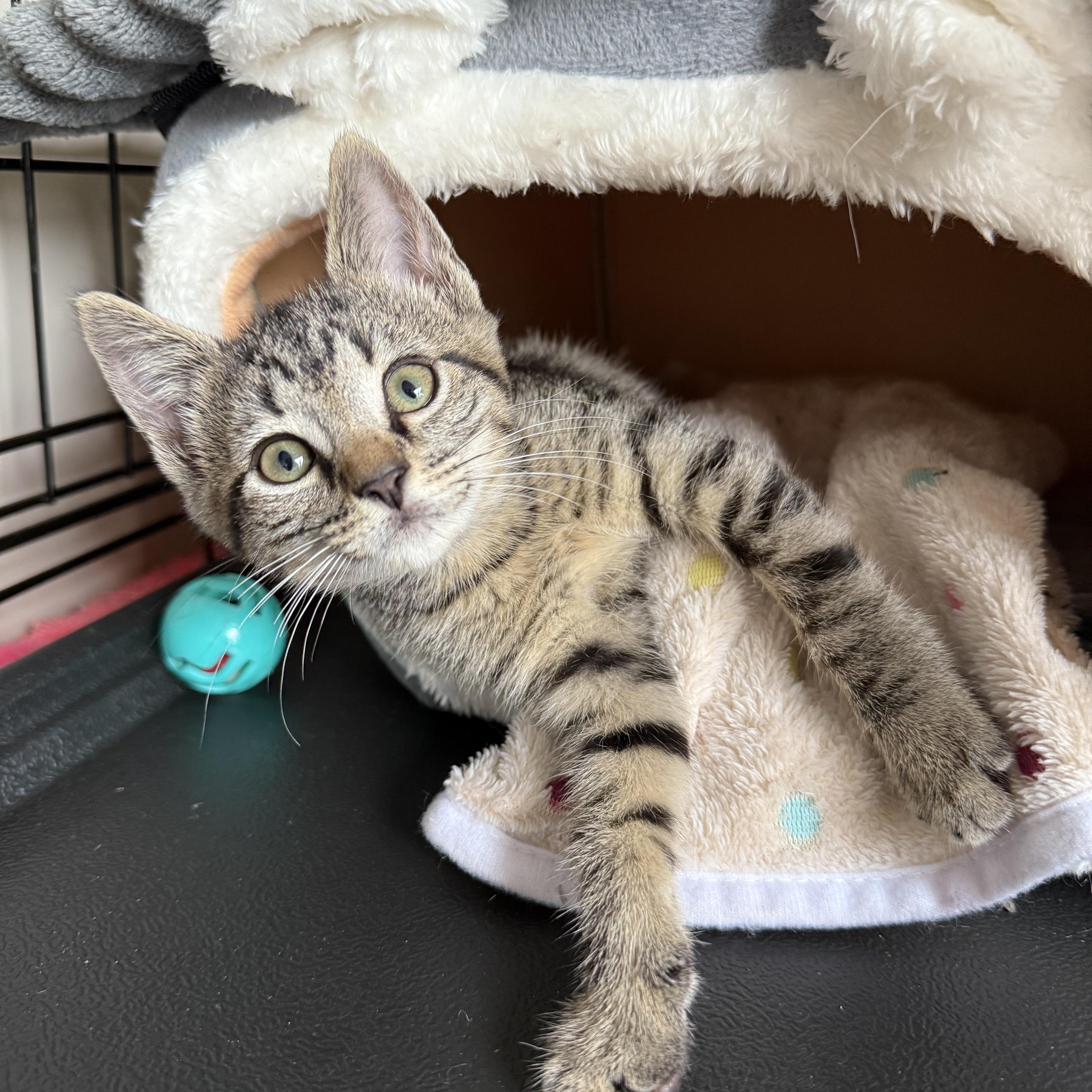 Meatball & Tubettini, a Adopted Domestic Medium Hair in Brooklyn, NY image 2/3