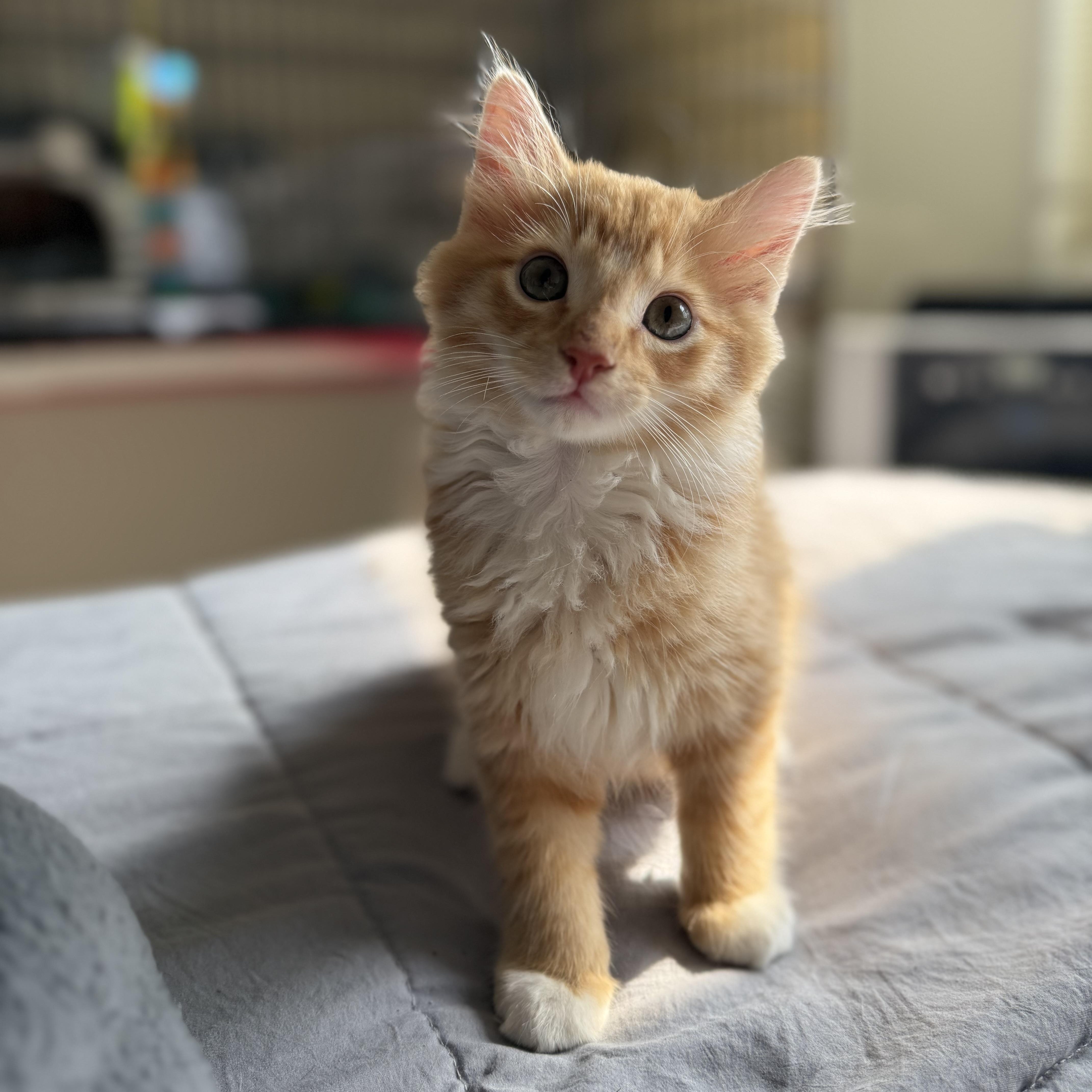 Meatball & Tubettini, a Adopted Domestic Medium Hair in Brooklyn, NY image 1/3