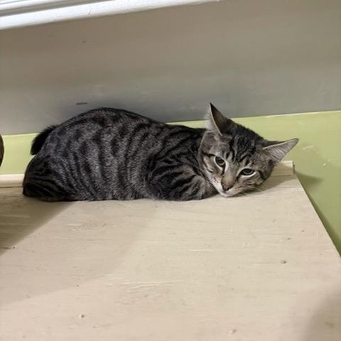 Gus, Adoptable, Kitten Male Domestic Short Hair.