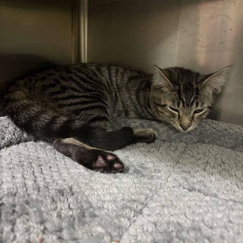 Enlarge Gus, a Adoptable Domestic Short Hair in East Brunswick, NJ image 2/3