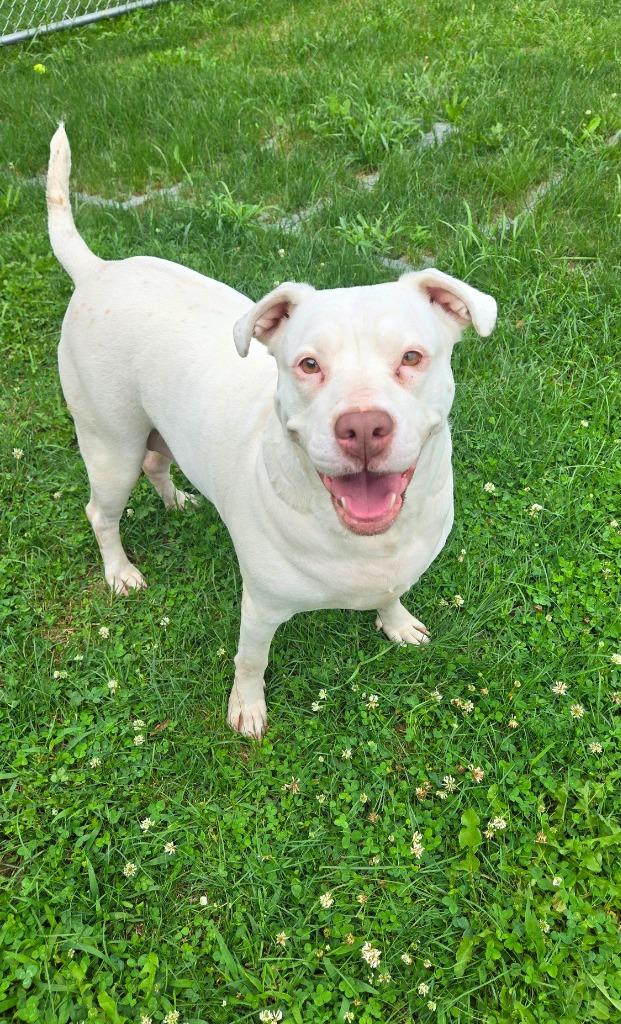 Zelda Yrly 363, Adoptable, Adult Female Pit Bull Terrier.