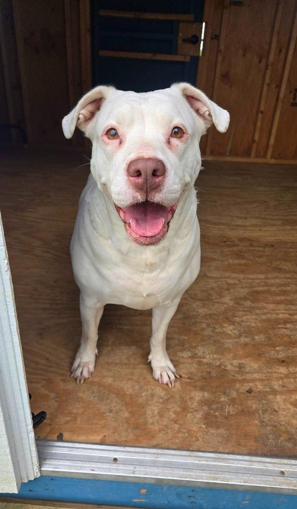 Enlarge Zelda Yrly 363, a Adoptable Pit Bull Terrier in Sidney, OH image 2/6