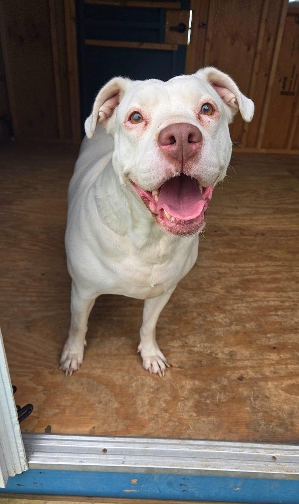 Enlarge Zelda Yrly 363, a Adoptable Pit Bull Terrier in Sidney, OH image 3/6