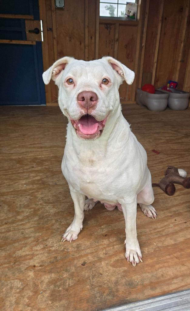 Enlarge Zelda Yrly 363, a Adoptable Pit Bull Terrier in Sidney, OH image 4/6