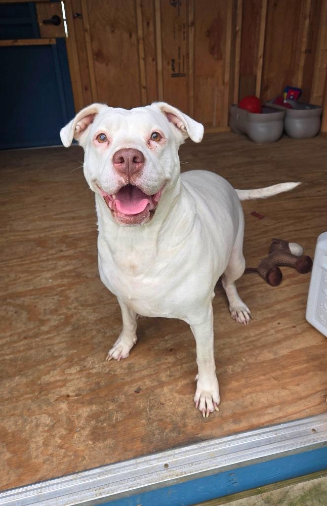 Enlarge Zelda Yrly 363, a Adoptable Pit Bull Terrier in Sidney, OH image 5/6