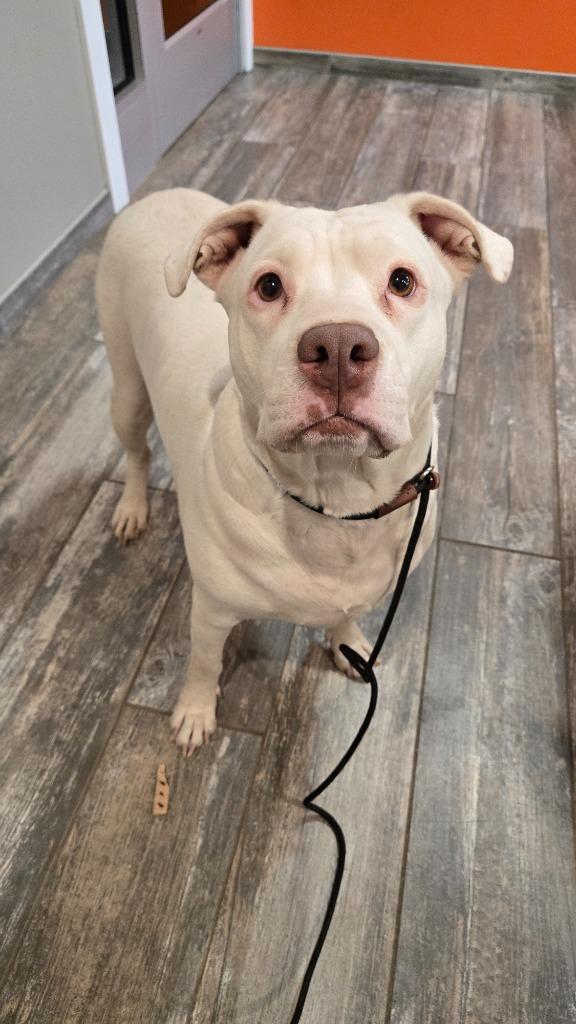 Enlarge Zelda Yrly 363, a Adoptable Pit Bull Terrier in Sidney, OH image 6/6