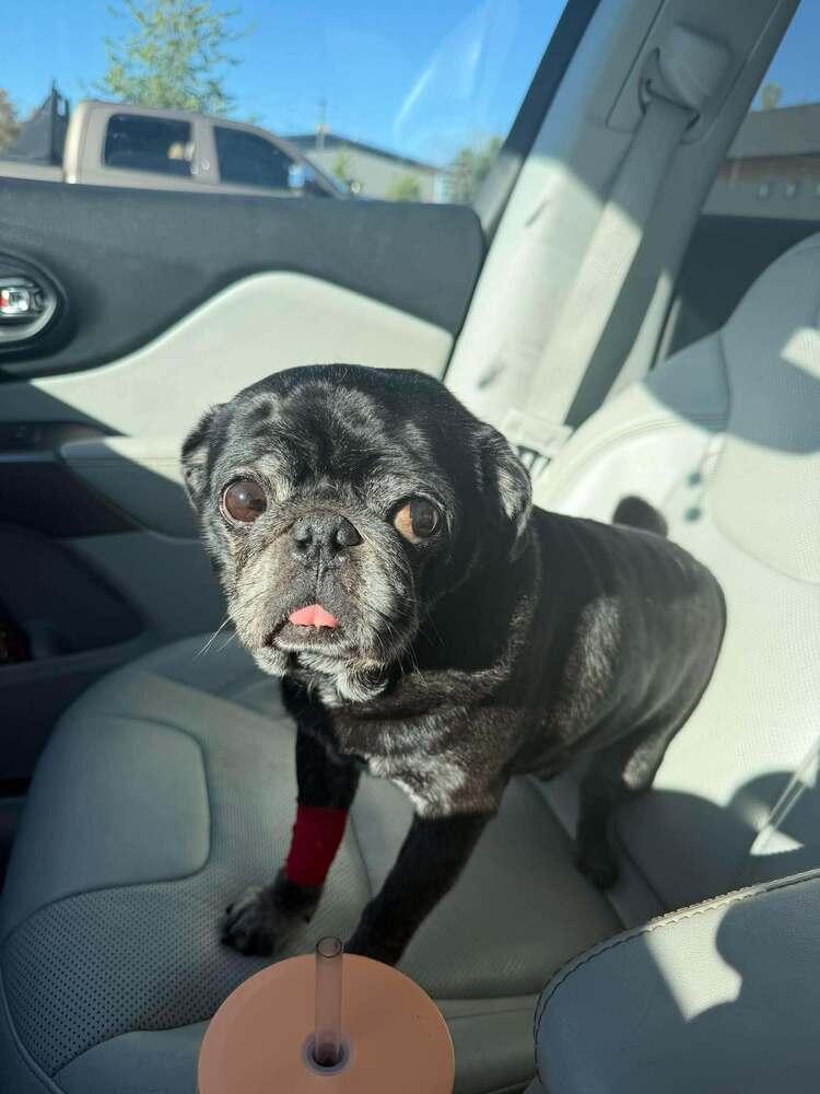 Enlarge 50 Cent / Curtis, a Adoptable Pug in Eagle, ID image 2/6