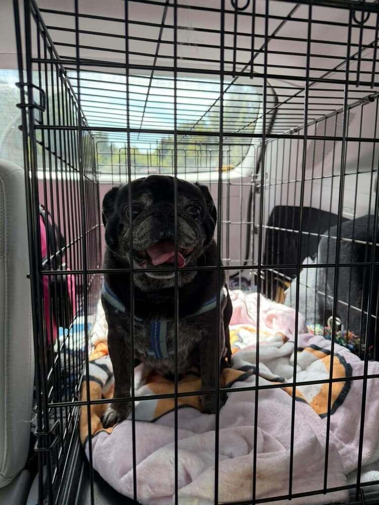 Enlarge 50 Cent / Curtis, a Adoptable Pug in Eagle, ID image 3/6