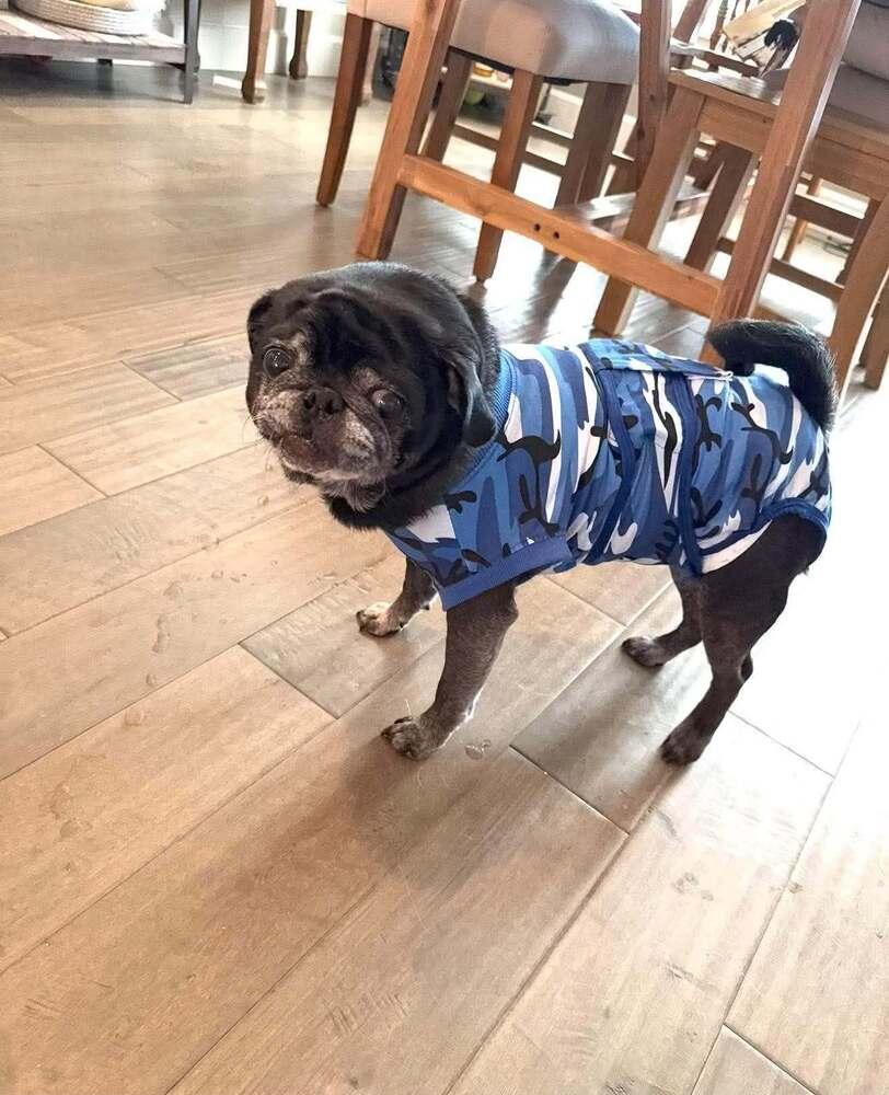 Enlarge 50 Cent / Curtis, a Adoptable Pug in Eagle, ID image 4/6