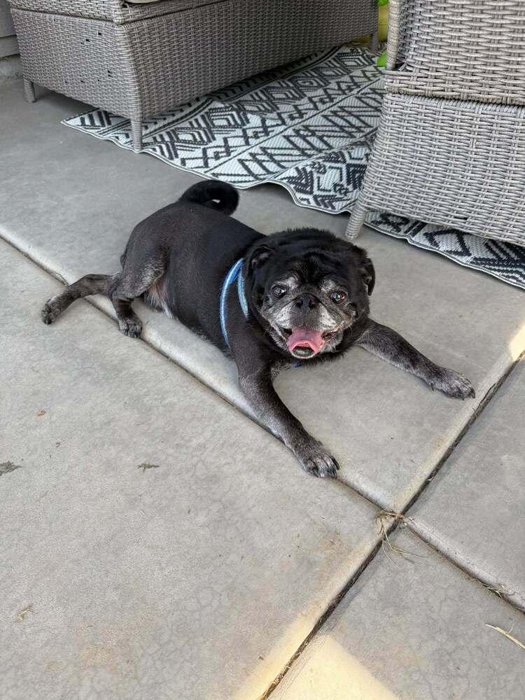 Enlarge 50 Cent / Curtis, a Adoptable Pug in Eagle, ID image 5/6