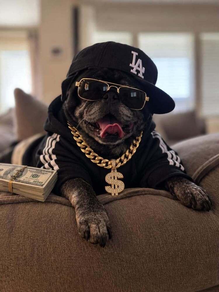 Enlarge 50 Cent / Curtis, a Adoptable Pug in Eagle, ID image 6/6