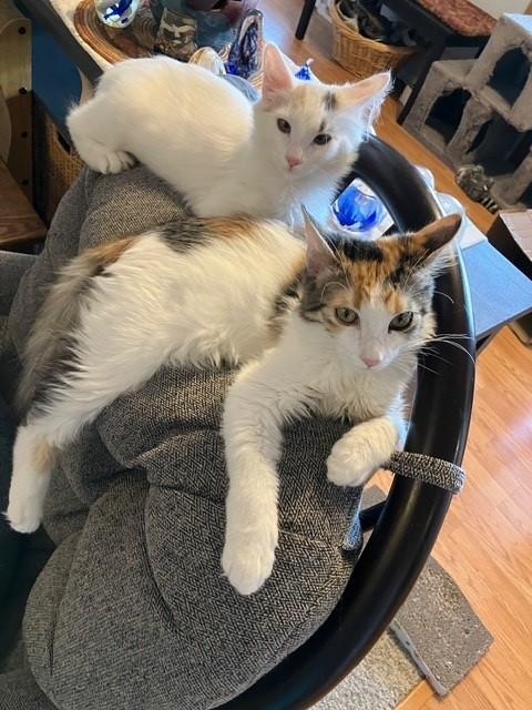 Nova (& Camero), ADOPTABLE, Kitten Female Domestic Short Hair.