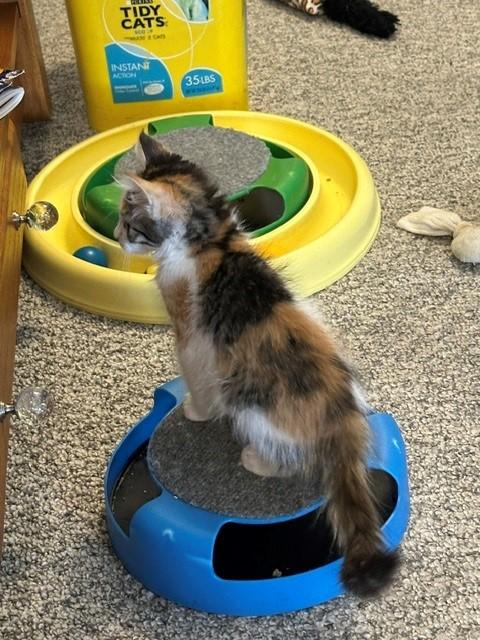 Enlarge Nova, a ADOPTABLE Domestic Short Hair in Mesa, AZ image 4/5