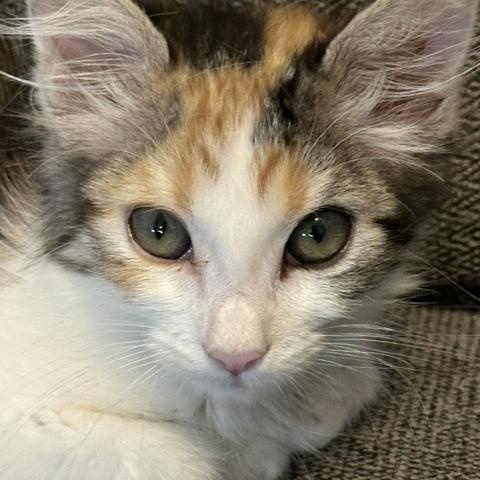 Nova, ADOPTABLE, Kitten Female Calico.