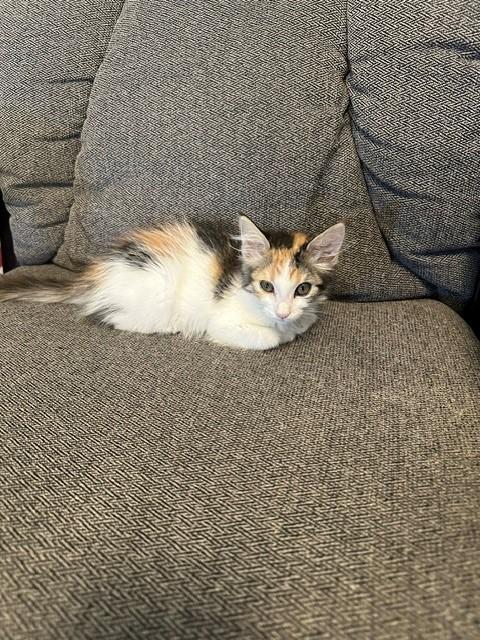 Enlarge Nova, a ADOPTABLE Domestic Short Hair in Mesa, AZ image 3/5