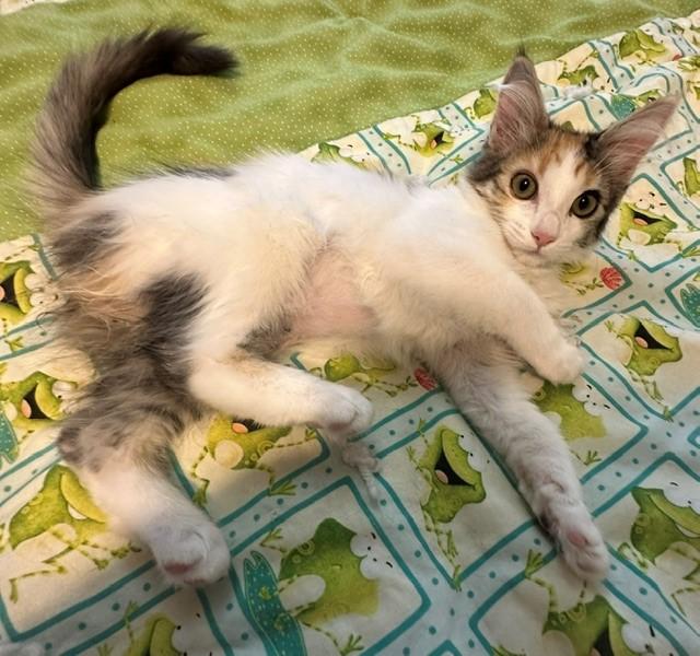 Enlarge Nova, a ADOPTABLE Domestic Short Hair in Mesa, AZ image 5/5