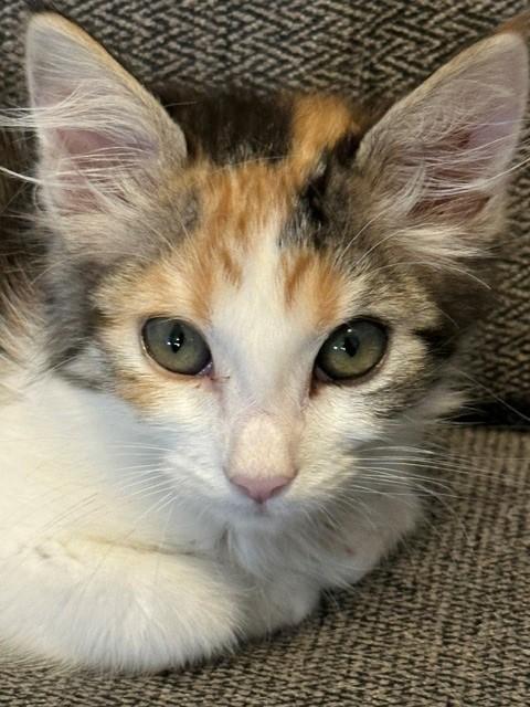 Enlarge Nova, a ADOPTABLE Domestic Short Hair in Mesa, AZ image 2/5