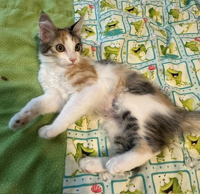 Enlarge Nova, a ADOPTABLE Domestic Short Hair in Mesa, AZ image 1/5