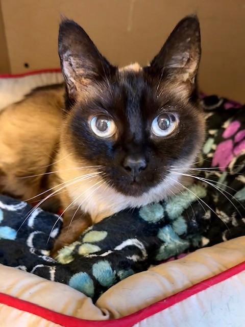 Enlarge Tiffaney, a ADOPTABLE Siamese in Medina, OH image 1/1