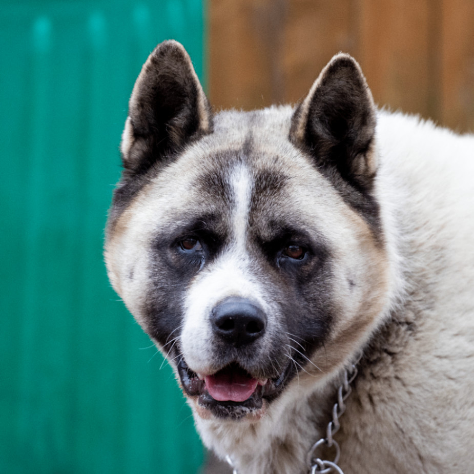 Bella, a Adoptable Akita in Toms River, NJ image 1/6