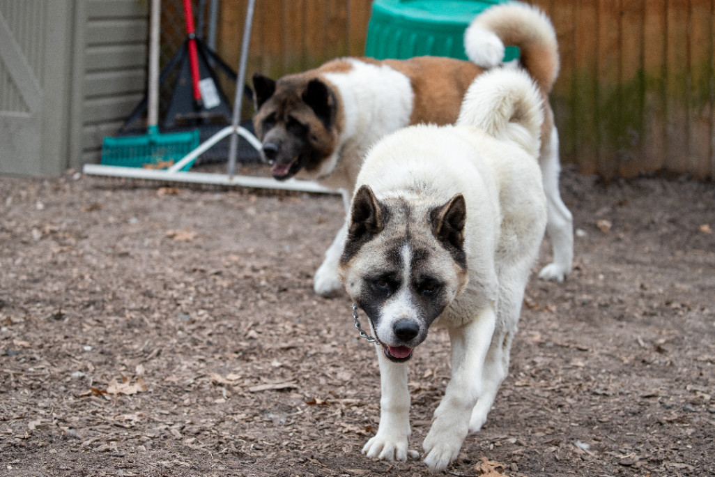 Bella, a Adoptable Akita in Toms River, NJ image 2/6